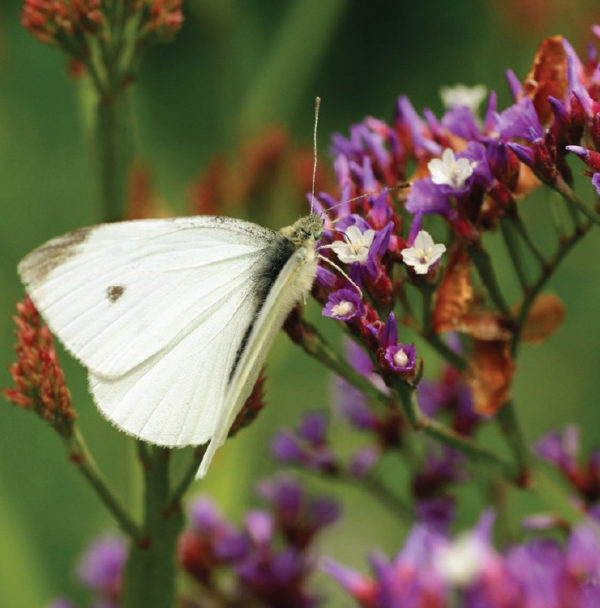 Cabbage Moth Urban Seedling