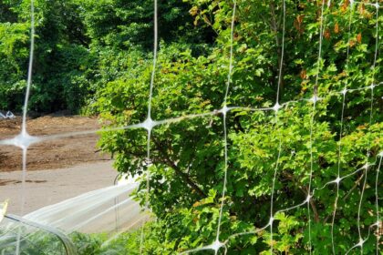 Raised-Bed Garden - Trellis Netting