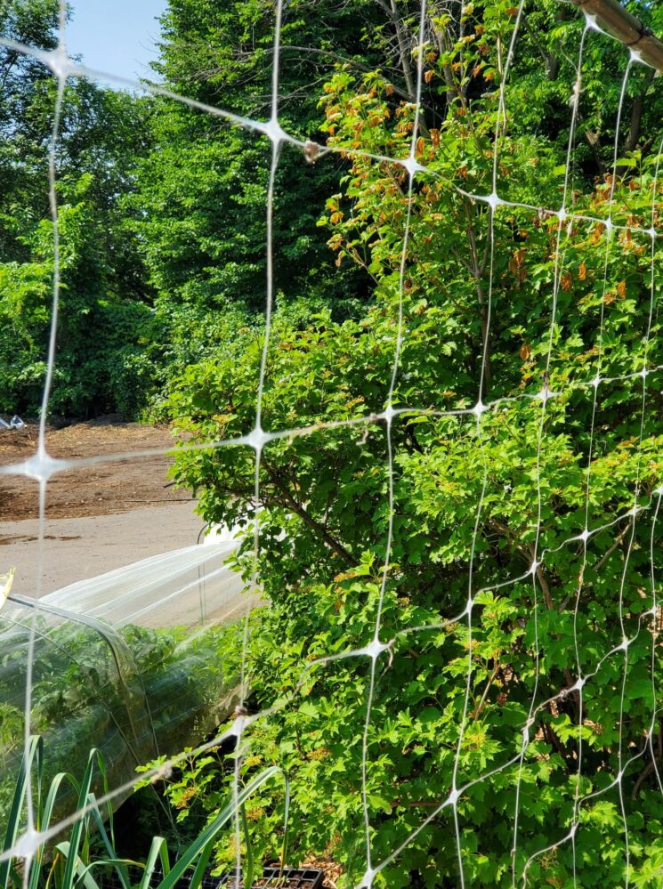 RaisedBed Garden Trellis Netting Urban Seedling