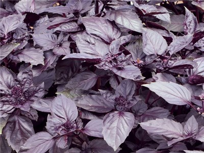 thumbnail image 2 of Sweet Basil Dark Opal Ocimum Basilicum 100 Herb Seeds 2 of 13