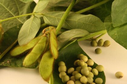 Bean - Envy Edamame Soya