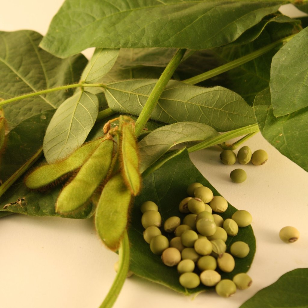 Envy Soybean (75 Days) – Pinetree Garden Seeds