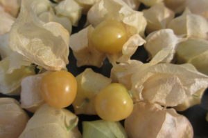 Ground Cherry Aunt Molly's