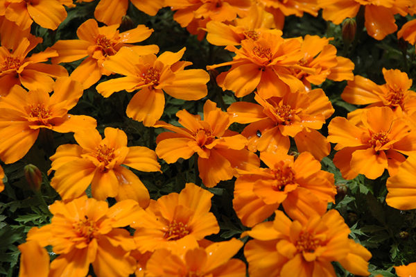 Marigold - Tangerine