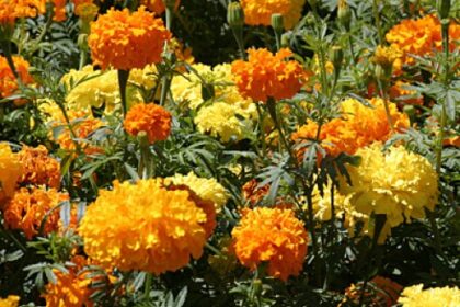 Coco Marigold