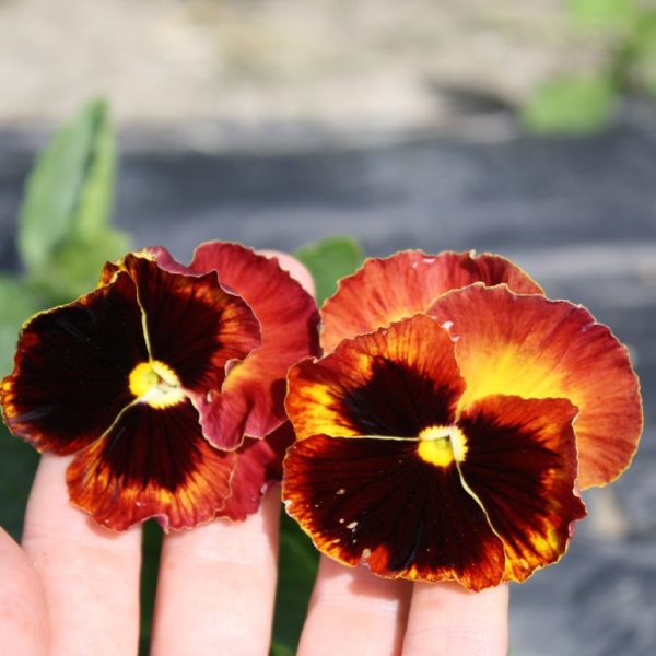 Pansy - Swiss Mix