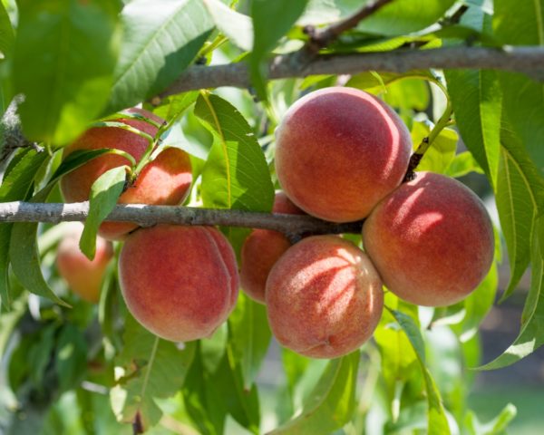 Peach Tree Redhaven