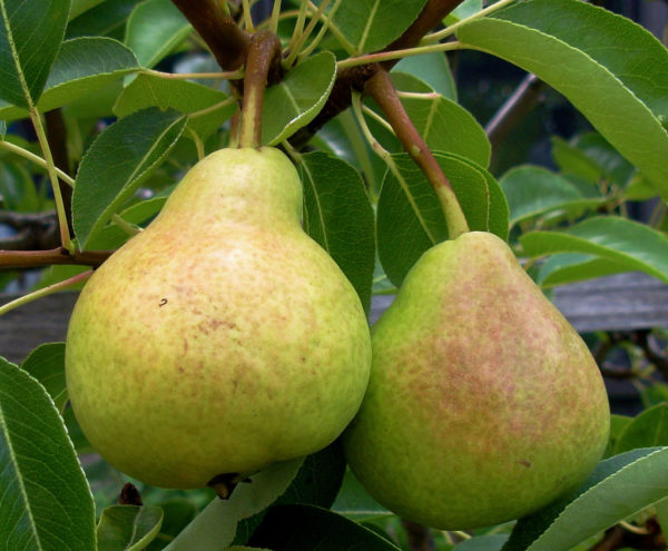 Pear tree Beauté flammande