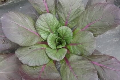 Asian Greens - Tatsoi Rainbow