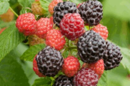 Raspberry - Blue night (Black)