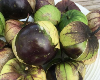 Tomatillo - Green
