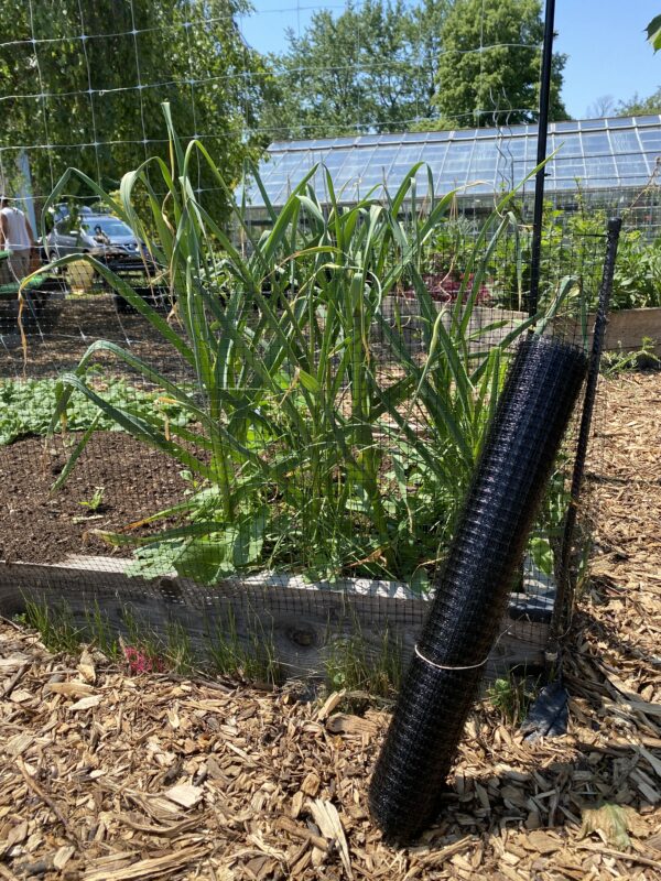 Raised-Bed Garden - Squirrel Fencing