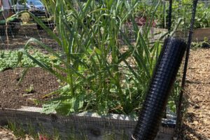 Raised-Bed Garden - Squirrel Fencing