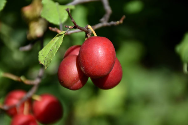Plum - Toka