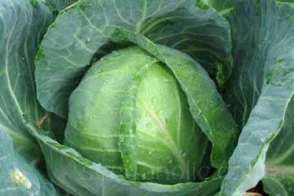 Cabbage - Golden Acre