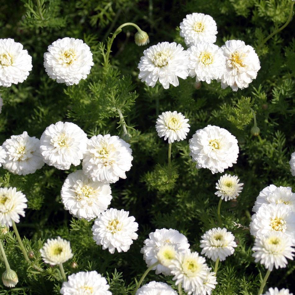 Chamomile Double Flowered Urban Seedling