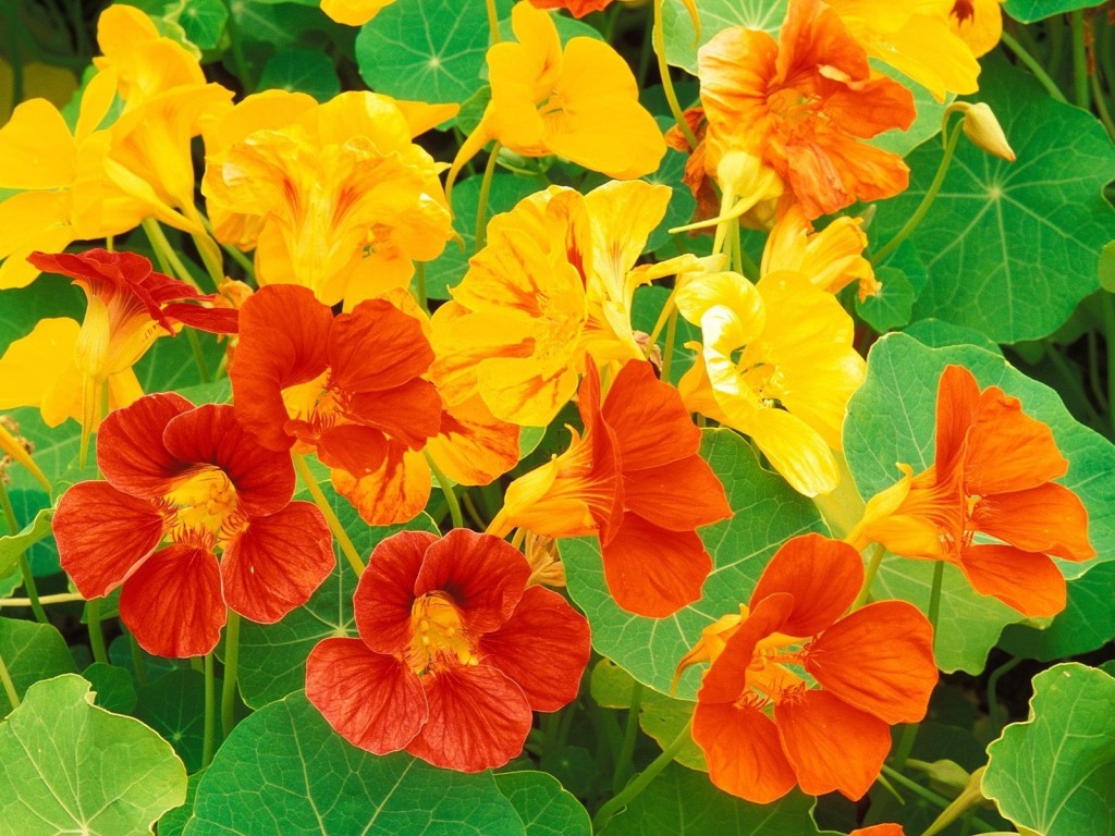 Capucine Dwarf Jewel Nasturtium Urban Seedling