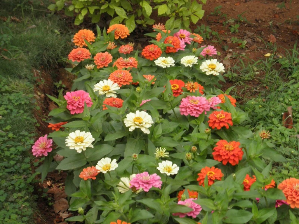flowerszinniathumbelina Urban Seedling