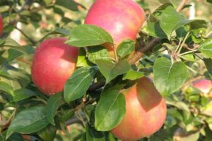 Apple - Honeycrisp