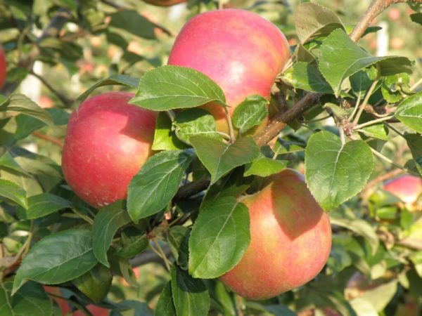 Apple - Honeycrisp