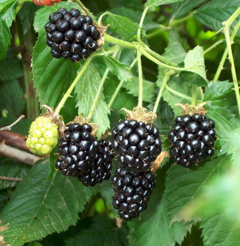 Blackberry Hardy black Urban Seedling