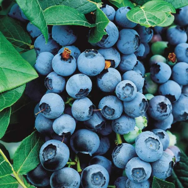 Blueberry - Blue Crop