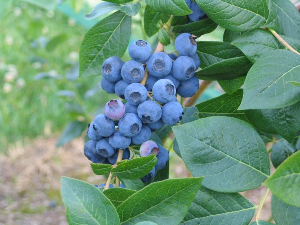 Blueberry - Northland