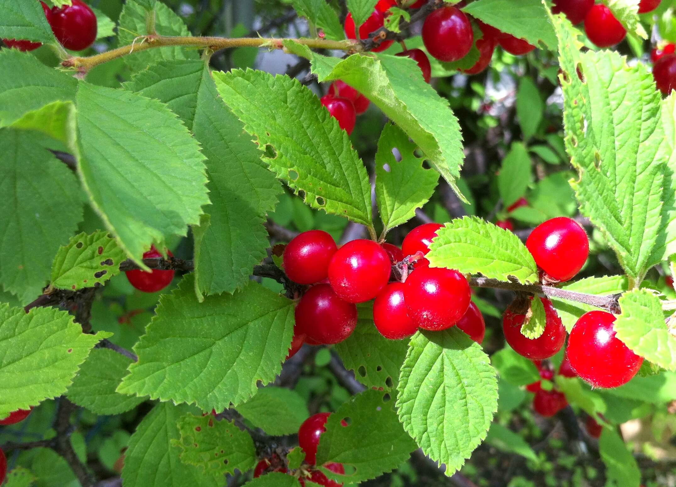 Cherry Bush Crimson Passion Urban Seedling