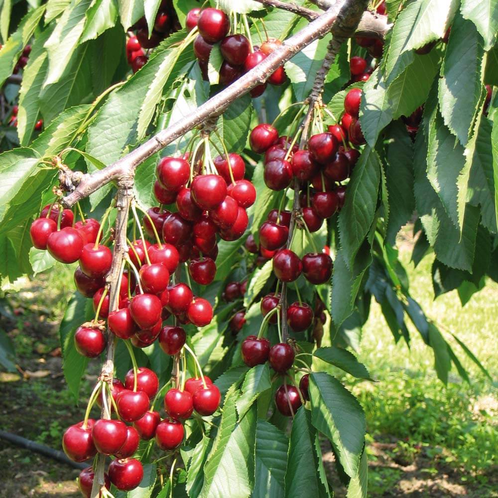 Cherry Trees Types Of Fruit