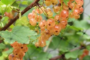 Currant - Pink Champagne