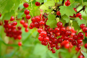 Currant - Red Lake