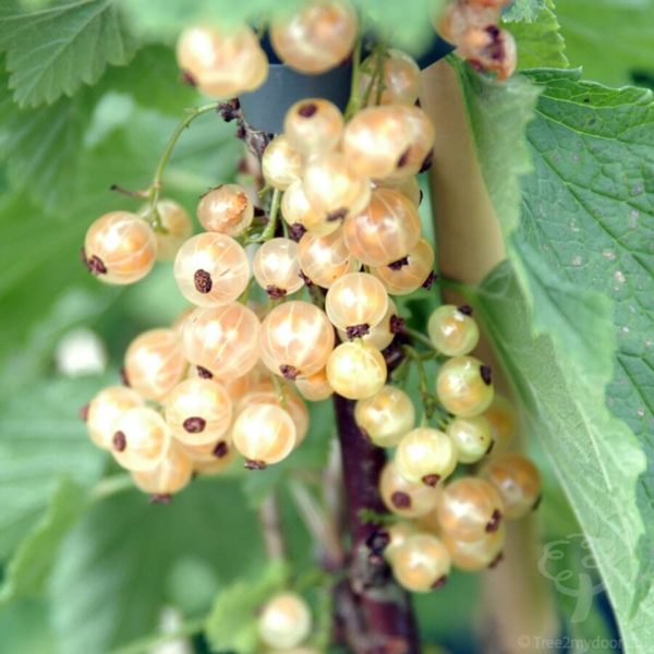 Currant - White Pearl