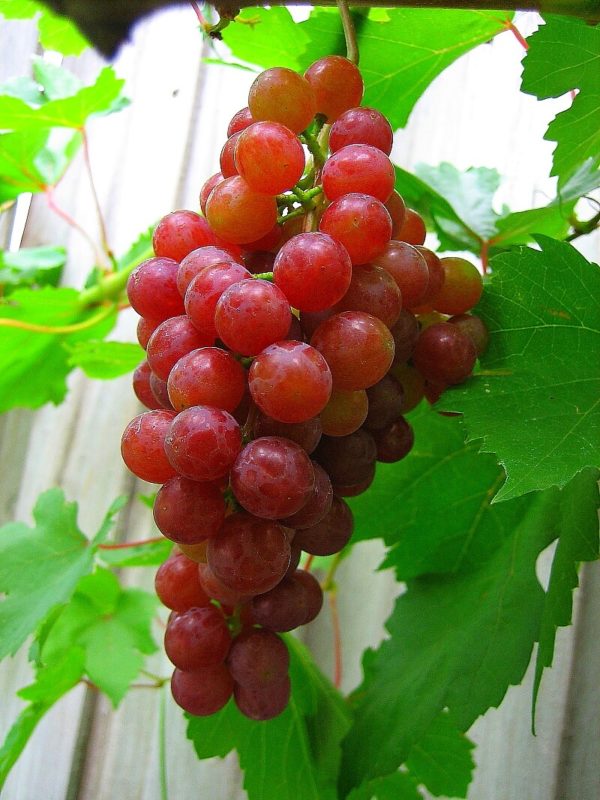 Grape - Catawba