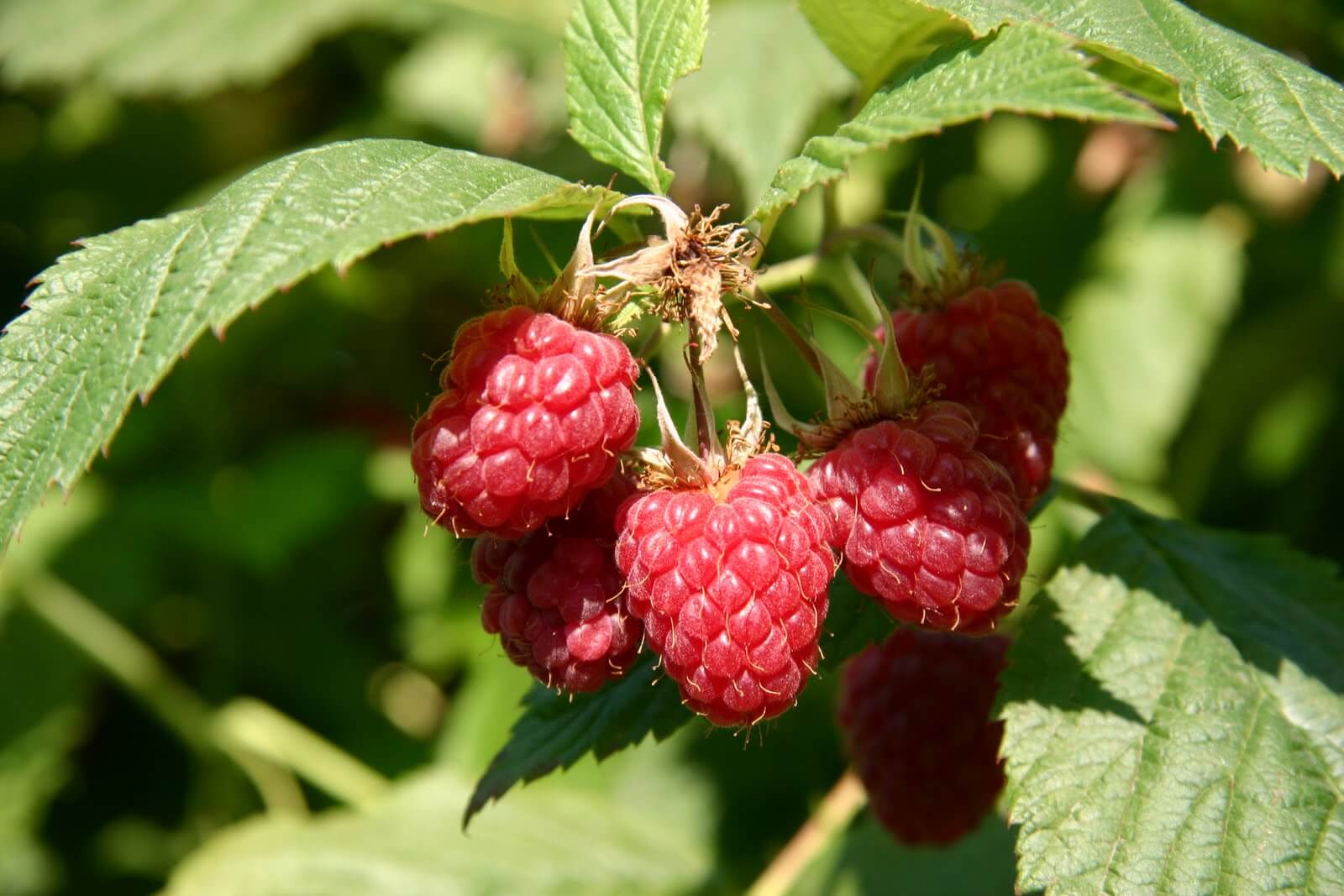 Малина руби. Малина Rubus idaeus. Малина Нектарная Малино-поляничный гибрид. Малина сорт полька. Малина сорт полька саженцы.