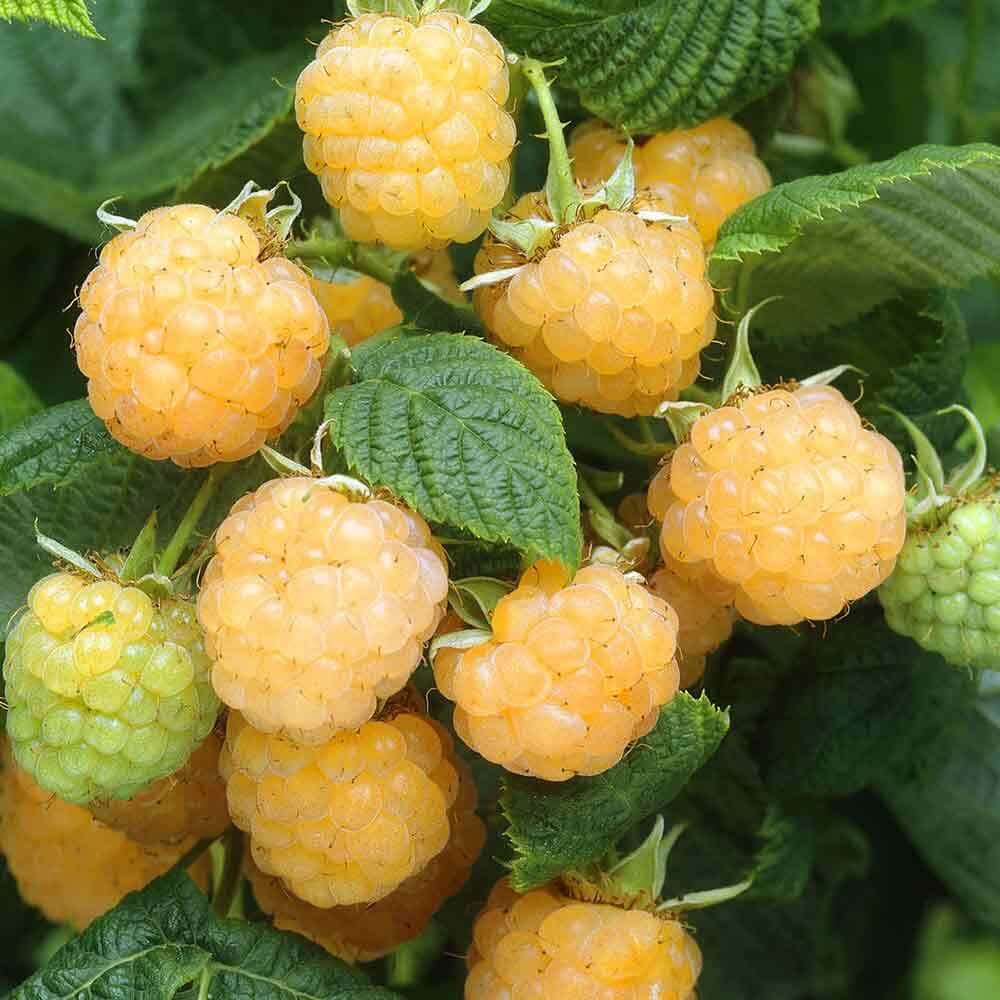 Малина Золотые Купола Купить