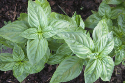 Basil - Genovese