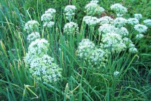 Chives - Garlic