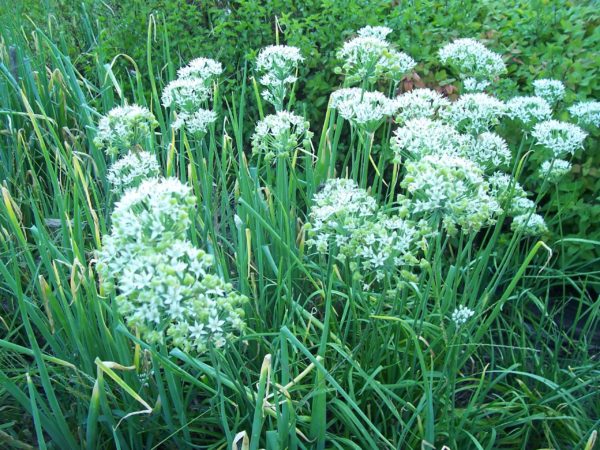 Chives - Garlic