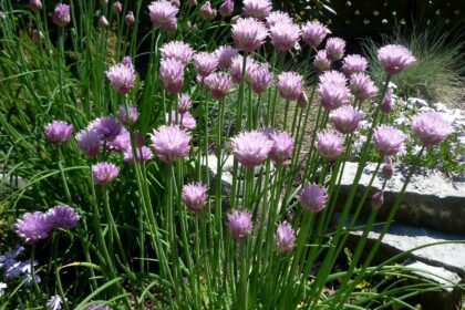 Chives - Original