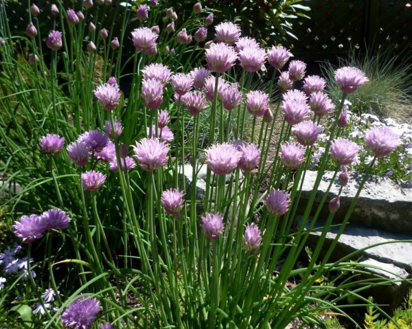 Chives - Original