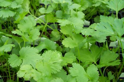 Cilantro - Santo