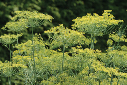 Dill - Bouquet