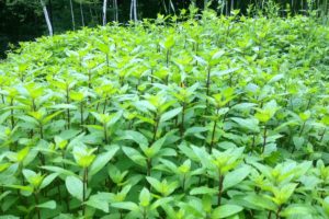 Field of mint