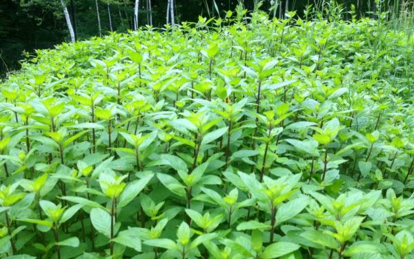 Field of mint