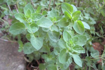 Oregano - Greek