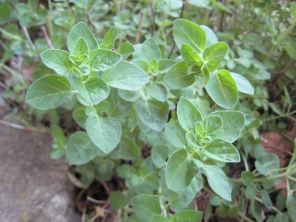 Oregano - Greek