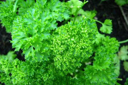 Parsley - Curly