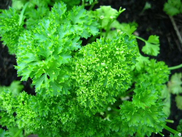 Parsley - Curly