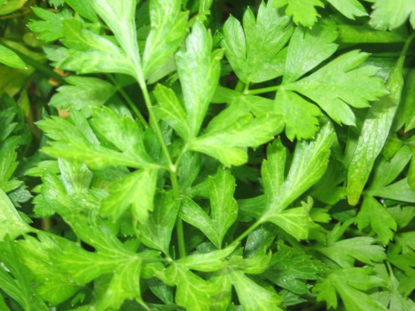 Parsley - Italien