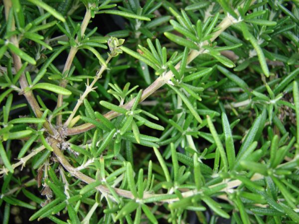 Rosemary - Barbecue